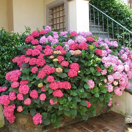 Διαμέρισμα Borgo Dei Cadolingi *
